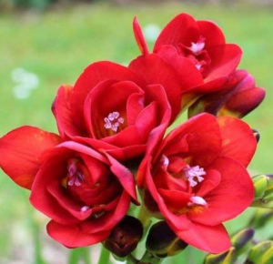 Fresias