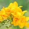 Fresias