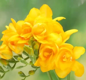 Fresias