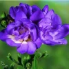 Fresias