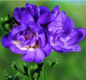 Fresias
