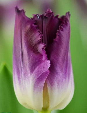 Tulipán Purple Crystal