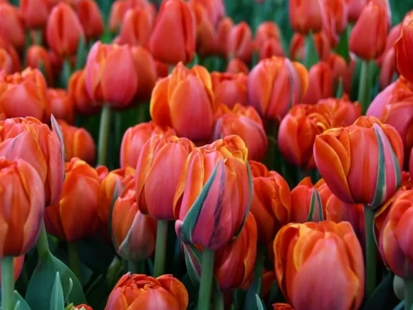 Tulipán Queensday