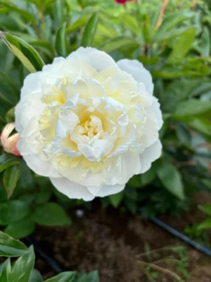 Rizomas de Peonías Gardenia