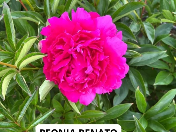 Rizomas de Peonías Renato
