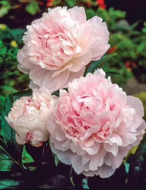 Rizomas de Peonías Shirley Temple