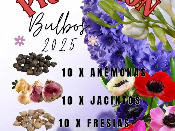 Pack bulbos Otoño-Invierno
