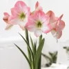 Bulbos de Amaryllis Variedades