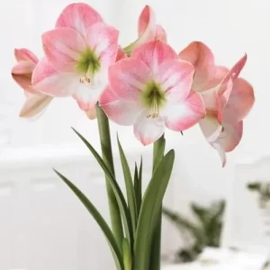 Bulbos de Amaryllis Variedades