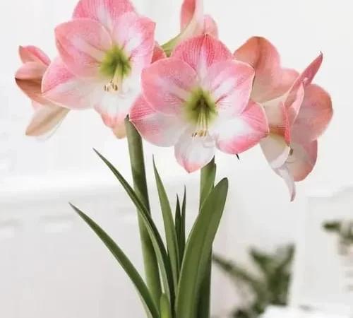 Bulbos de Amaryllis Variedades