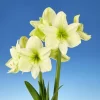 Bulbos de Amaryllis Variedades