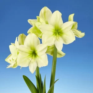 Bulbos de Amaryllis Variedades