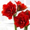 Bulbos de Amaryllis Variedades
