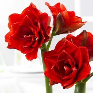 Bulbos de Amaryllis Variedades