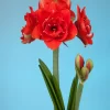 Bulbos de Amaryllis Variedades