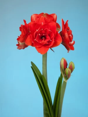 Bulbos de Amaryllis Variedades