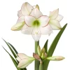 Bulbos de Amaryllis Variedades
