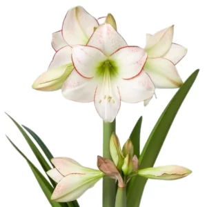 Bulbos de Amaryllis Variedades