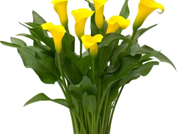 Calas 6 variedades