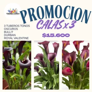 Promoción Calas x3 Tonos Oscuros