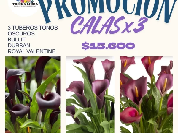Promoción Calas x3 Tonos Oscuros