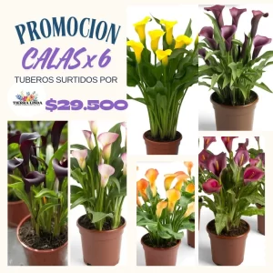 Promoción Calas x6