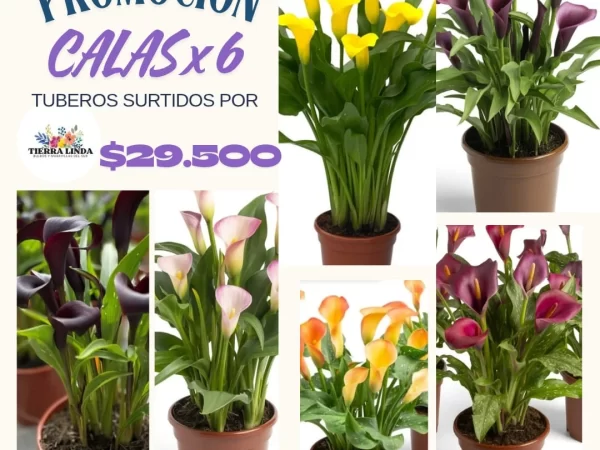 Promoción Calas x6