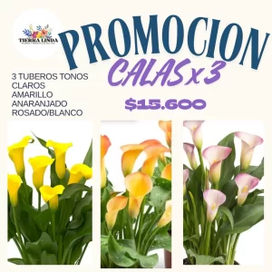 Promoción Calas x3 Tonos Claros