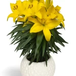 Lilium Pot Amarillo Bulbos de Lilium Pot Amarillo