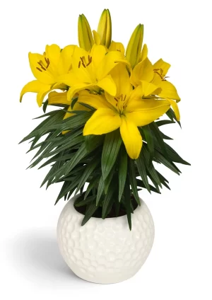 Lilium Pot Amarillo Bulbos de Lilium Pot Amarillo