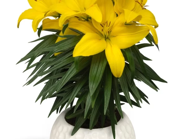 Bulbos de Lilium Pot Amarillo