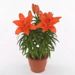 Lilium Pot Naranjo Bulbos de Lilium Pot Naranjo