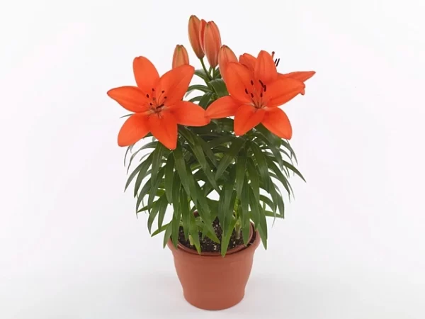 Bulbos de Lilium Pot Naranjo