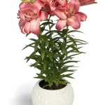 Bulbos de Lilium Pot Rosado