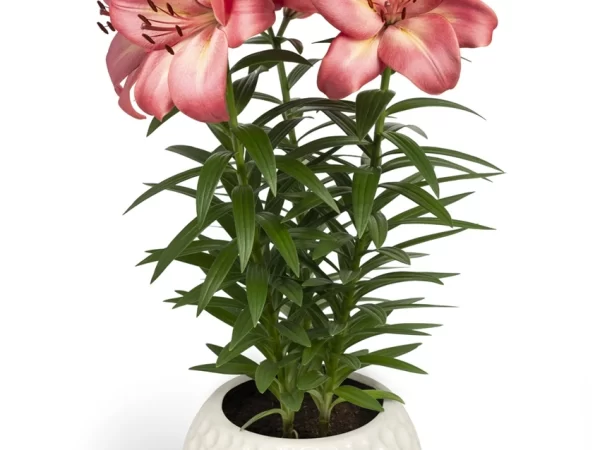 Bulbos de Lilium Pot Rosado