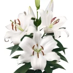 b26b802b Bulbos de Lilium Oriental Blanco