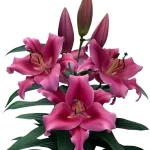_cdad4177 Bulbos de Lilium Oriental Rosado