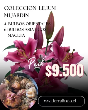 promocion lilium 3 Macetas Lilium