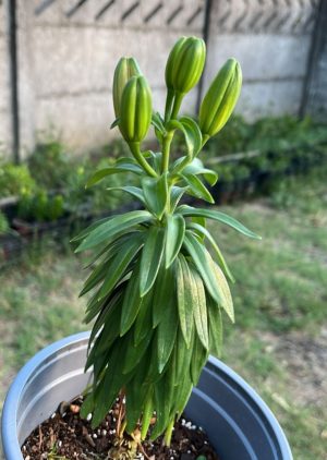 WhatsApp Image 2026-01-08 at 12.08.51 AM 3 Macetas Lilium