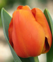 Tulipán Morgana