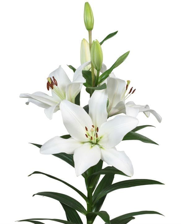 10 Bulbos de Lilium Asiáticos Blancos
