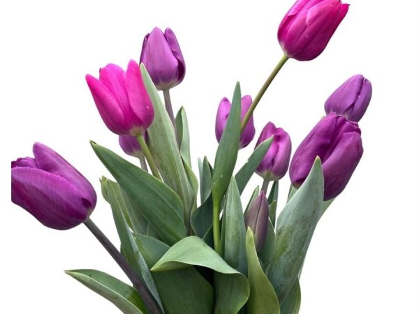 Ramo Clásico. 10 varas de tulipanes