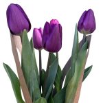 Ramo Pequeño. 5 varas de tulipanes