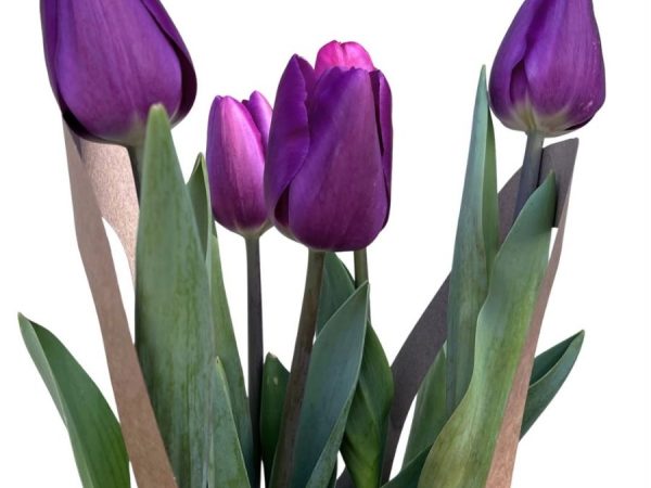 Ramo Pequeño. 5 varas de tulipanes